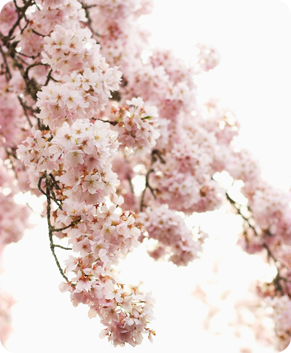 Cherry blossoms